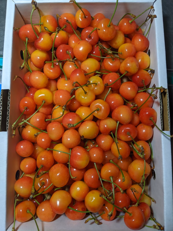 さくらんぼ紅秀峰家庭用