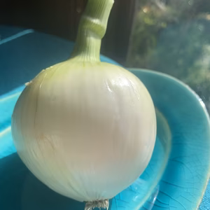 淡路島産　新玉ねぎ4Kg  (農薬　化学肥料　不使用)