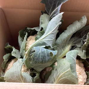 カリフラワー３，4球で1.5kg越石地ミニ等３，４こおまゲリラ箱ヒジキ同梱OK 