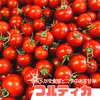 【母の日ギフト】フルーツトマト「ポモ・ロッサ」陽だまりセレクション　24粒入り