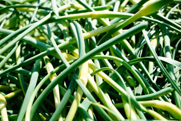 数量限定 国産 にんにくの芽