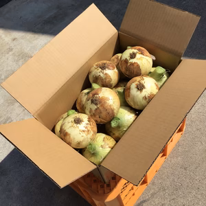 カツラギ農園淡路島産新たまねぎ