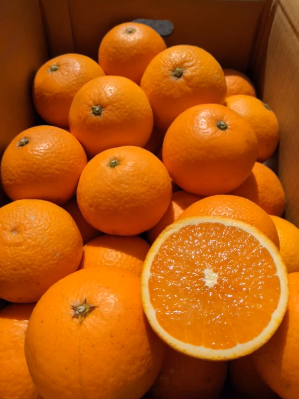 きよみオレンジ｜小玉 3Kg～　農家直送｜和歌山｜有田｜田口