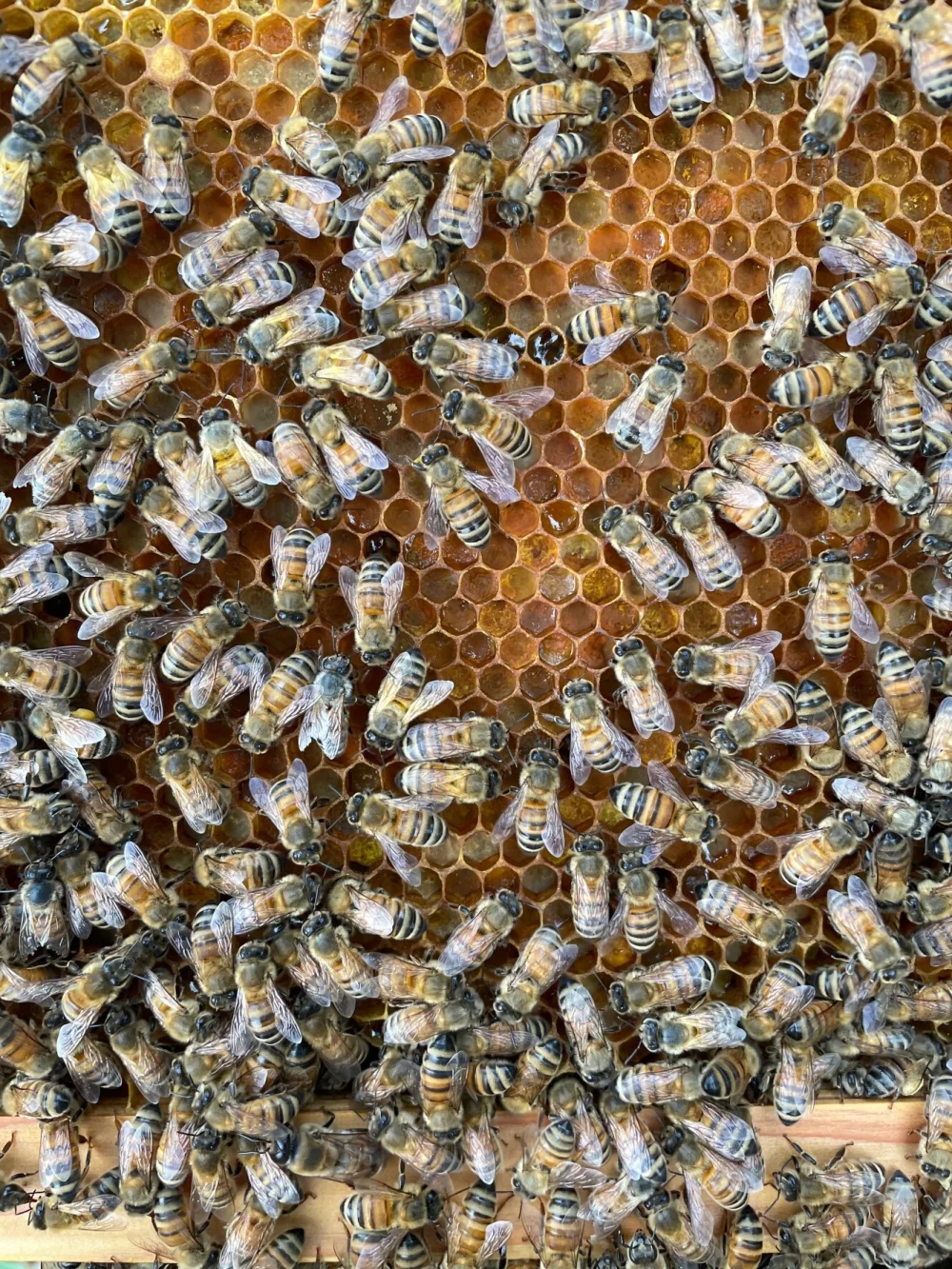 ポケマルの夏ギフト】伊藤養蜂園の非加熱はちみつ れんげ・百花蜜