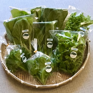 おすすめ葉物４種類×２パック
