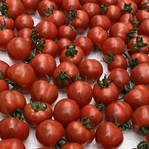 プチぷよ　薄皮ミニトマト　550g　275gトレーが2つで１箱