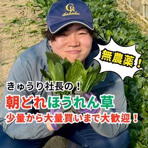 無農薬！とれたて朝どり【ほうれん草】選べるお試し少量から大量買いまで！ 常温配送