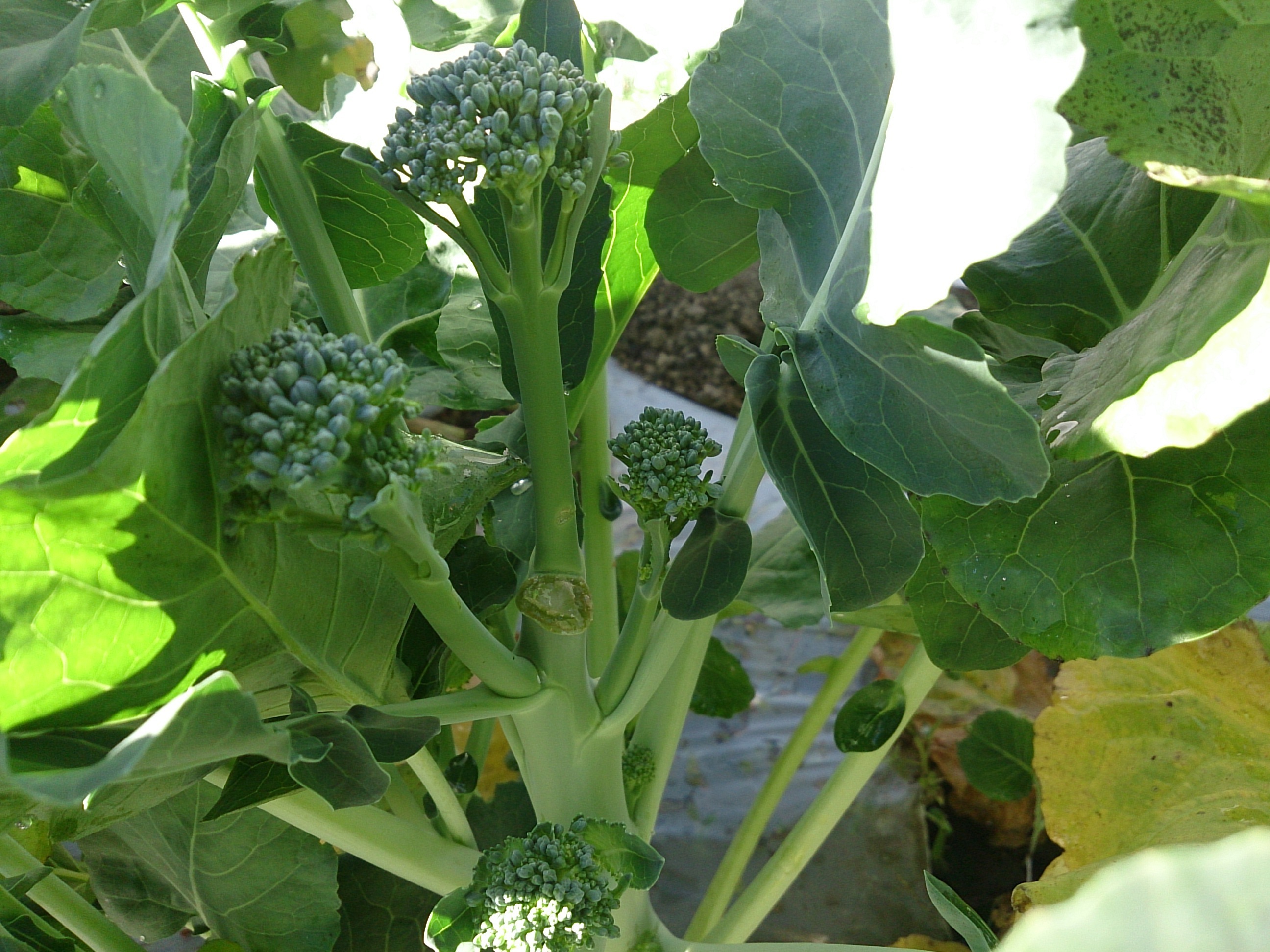 葉っぱ付き にんじん☆350g以上☆ 農薬不使用 - 野菜