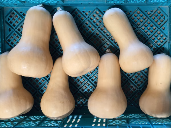 バターナッツ（2個、約1.5kg）　＜栽培期間中農薬不使用＞
