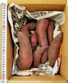 青森県産サツマイモ　4種から選べます！