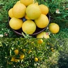 香り抜群 果汁たっぷり❣「かぼす５ kg 」杵築市産。９月～１2月　