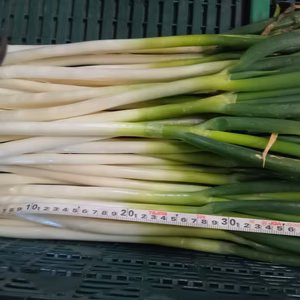 静岡産長ネギ　小柄で細身　冷蔵庫に入れ易い40cm　大河の轟き