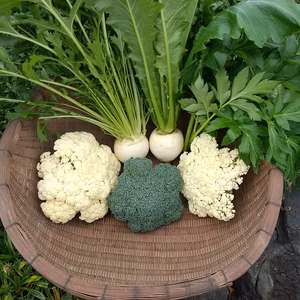 【2/1更新】カリフラワーとブロッコリーと旬野菜セット(栽培期間中農薬不使用)
