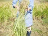 【玄米/自然栽培/「旭一号」/天日】徳島の清流吉野川の恵みで栽培