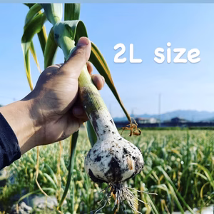 採れたて！幻の生にんにく 2Lサイズ【さかした農園】