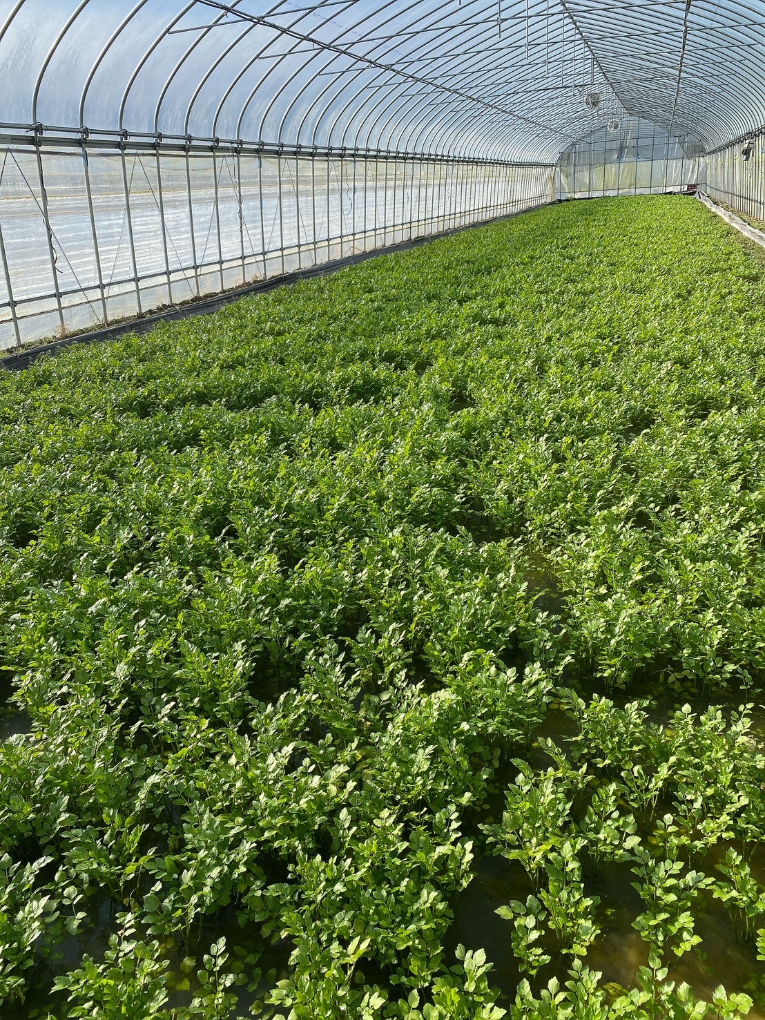 根っこが主役！湯沢市産『三関せり』 500g｜せりの商品詳細｜ポケット