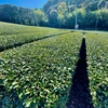 【2021年度産新茶】高級 三日摘み 新茶限定パッケージ♪ 静岡 牧之原