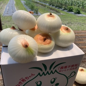 お買い得！訳あり酵素新玉ねぎ(2〜5kg)