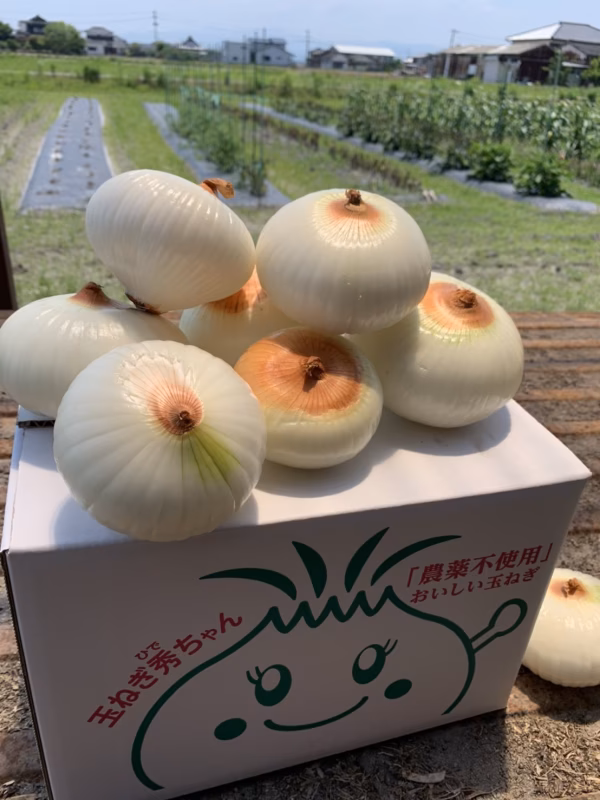 お買い得！訳あり酵素新玉ねぎ(2〜5kg)