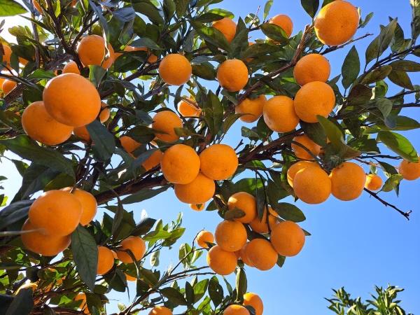 ☆宮川☆早生温州みかん☆南紀☆御浜町阿田和☆