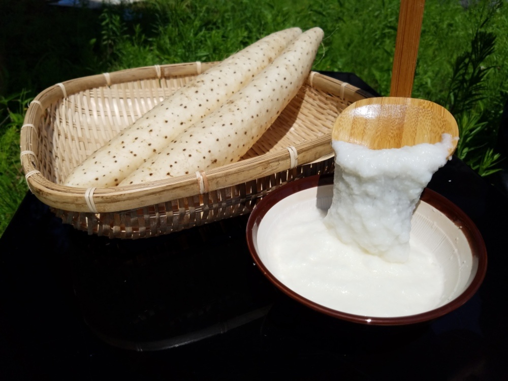 洋服通販 - 新作アイテムを 春掘り】シャキシャキ長芋 家庭用カット済み【クール便】｜長芋 ヴァイスシュヴァルツ