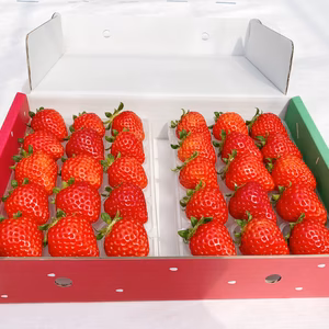 ※12月下旬より順次発送‼️幸運の福イチゴ‼️  ❤️「光姫ちゃん」❤️ 