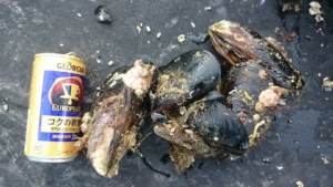 14463086_1851714025062572_5431719577143000501_n