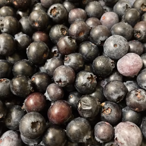 冷凍加工用　「ブルーベリー」ＳＡＬＥ40%ＯＦＦ そのまま食べても美味しいです♪
