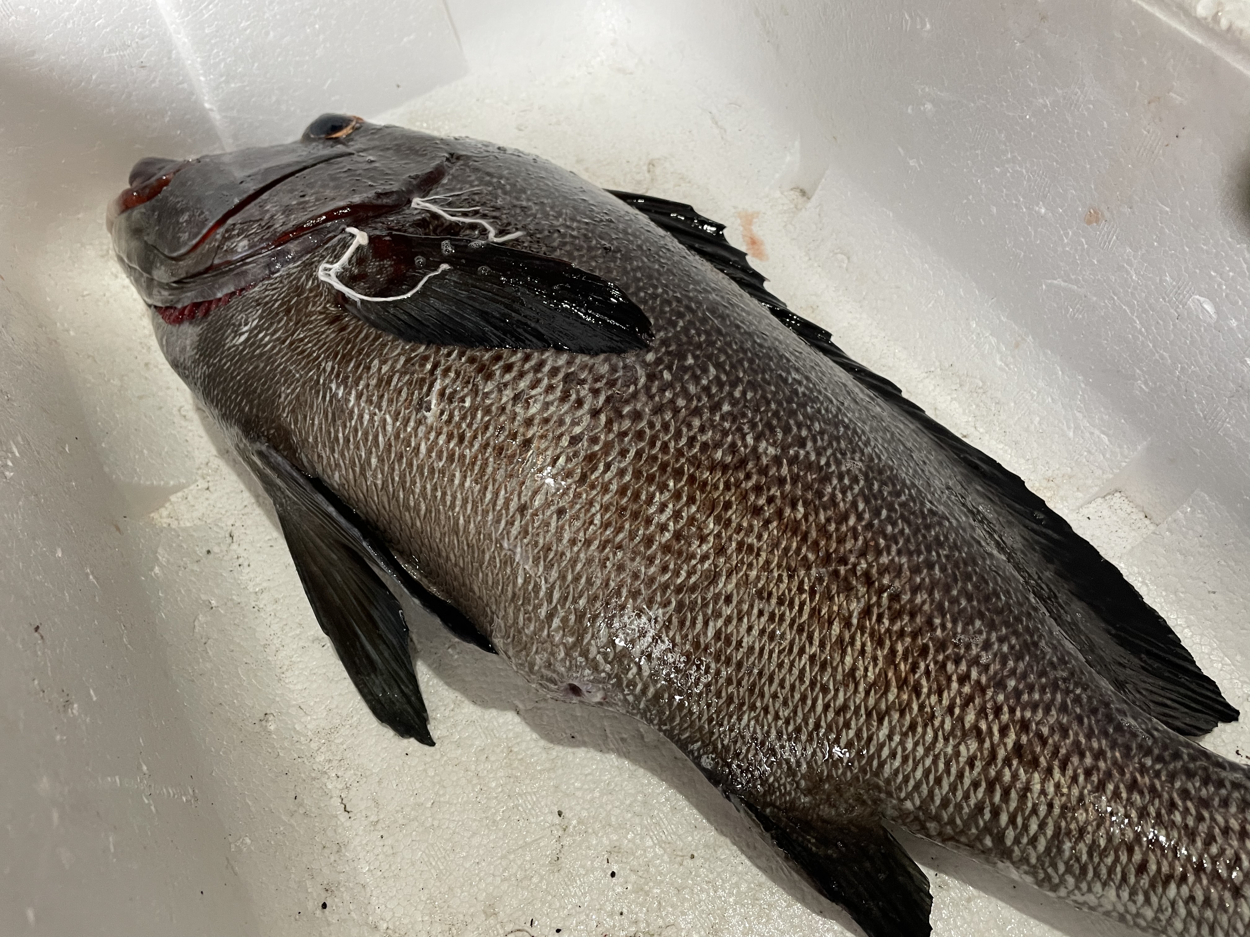 魚突き 捕獲動画あり アジアコショウダイ2 9kg 鱗 下処理済み 農家漁師から産地直送の通販 ポケットマルシェ