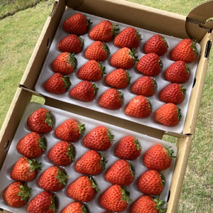 【訳アリ】2Lサイズ 40粒 夏秋いちご「サマールージュ（信大BS8-9）」