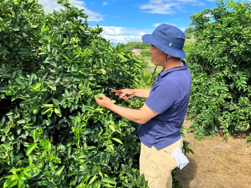 瀬戸田産ライム2キロ（25個〜35個）