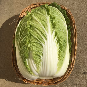 デッカイ白菜2.5～4kg×1玉・3玉