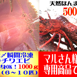 魚介類の伊勢海老の商品一覧(17ページ目)｜ポケットマルシェ｜産直