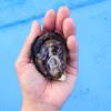 ★活マガキ★玄海町仮屋湾の名もなきオイスターmini20個＜生食可＞