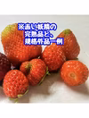 食べて美味しい！夏秋いちご「すずあかね」【内容量約１.２キロ】