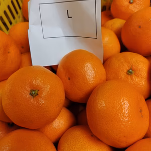 早生ミカン Lサイズ