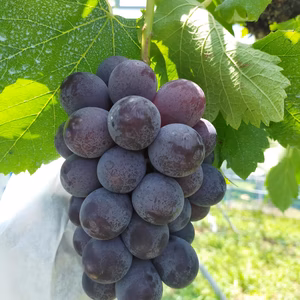 朝採り新鮮！　種なしピオーネ　約2kg　【家庭用】