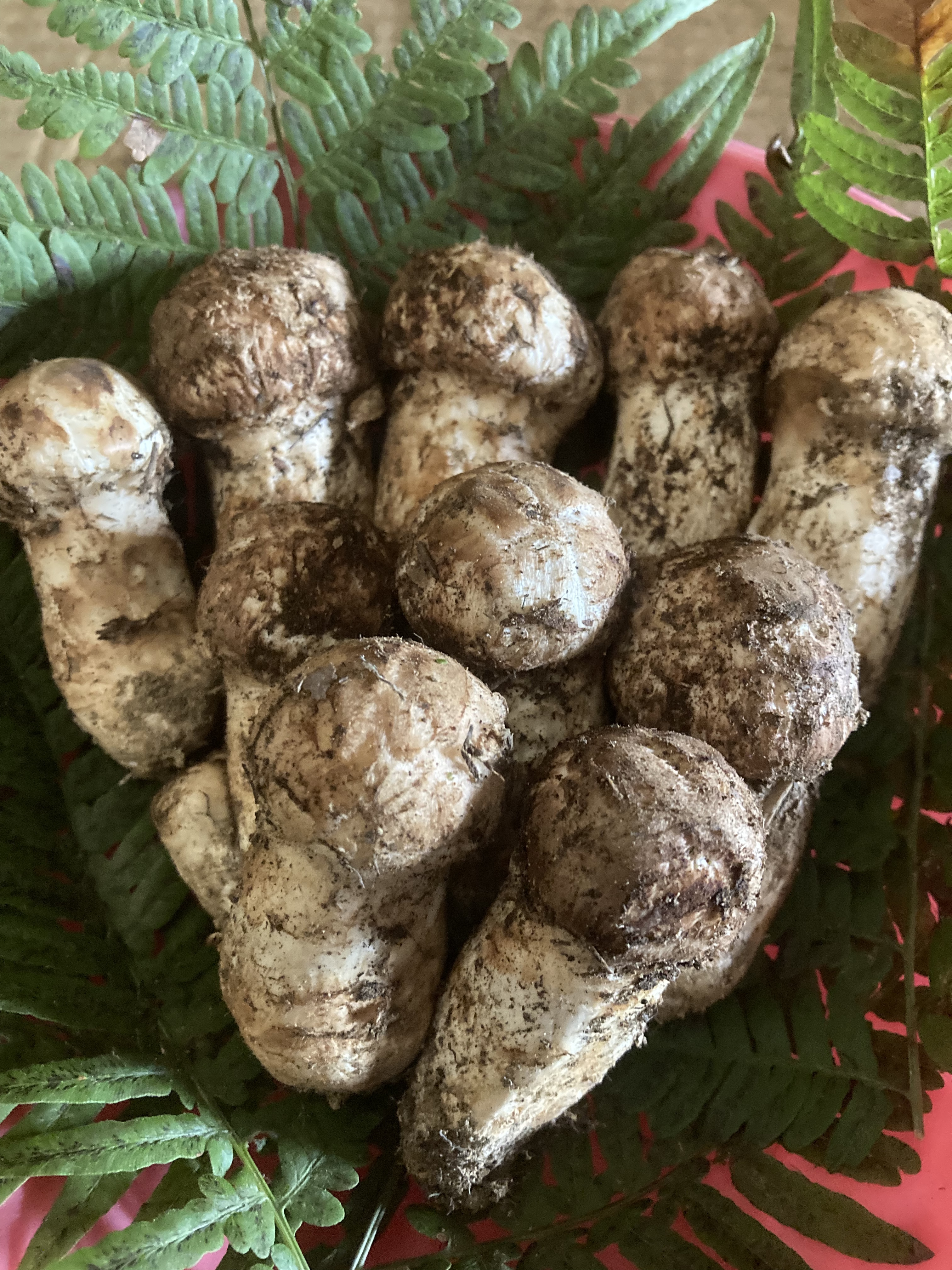 お得定期便 岩手県産松茸 200 g 9月発送｜松茸の商品詳細｜ポケット