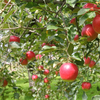 《りんご蜜》完熟紅玉アップルジェリー100g×２本