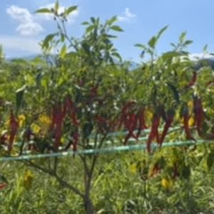 げきから赤とうがらし　クリックポスト便