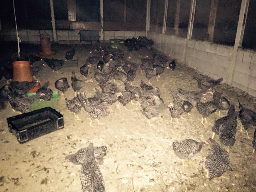 12311089_1666542596957339_6331616012897773666_n