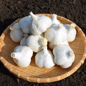 信州八ヶ岳産　農薬・化学肥料栽培期間中不使用にんにく　