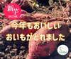 【2025年新物】新芋10kg 農薬不使用 紅はるか 〇 秋の収穫祭 〇 