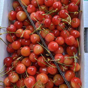 さくらんぼ佐藤錦Mサイズ