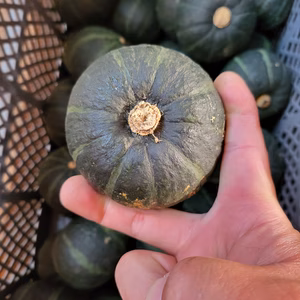 小さくても実力派！カワイの坊ちゃんカボチャ！