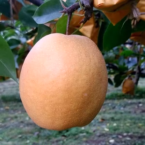 鳥取秋冬の定番「王秋梨」12月発送