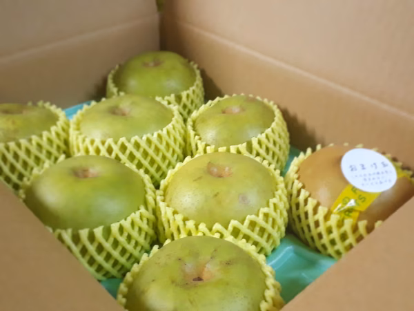 B-N3【自家用】シャリ！＆爽やかな甘味「二十世紀」３Kg