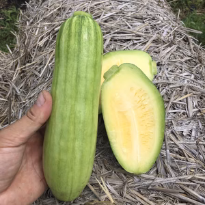 韓国カボチャのまっちゃん