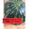 【訳あり品】美味しいうちにすぐ食べて！大玉すいか（ギフトNG）