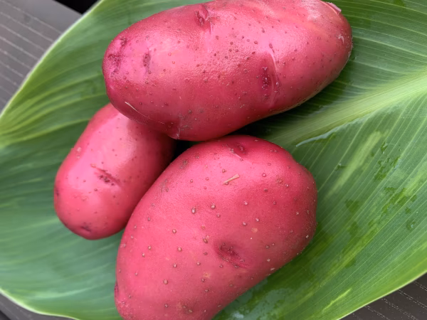 【送料無料‼️】農薬化学肥料不使用！新じゃがレッドムーン